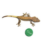 Harlequin Crested Gecko