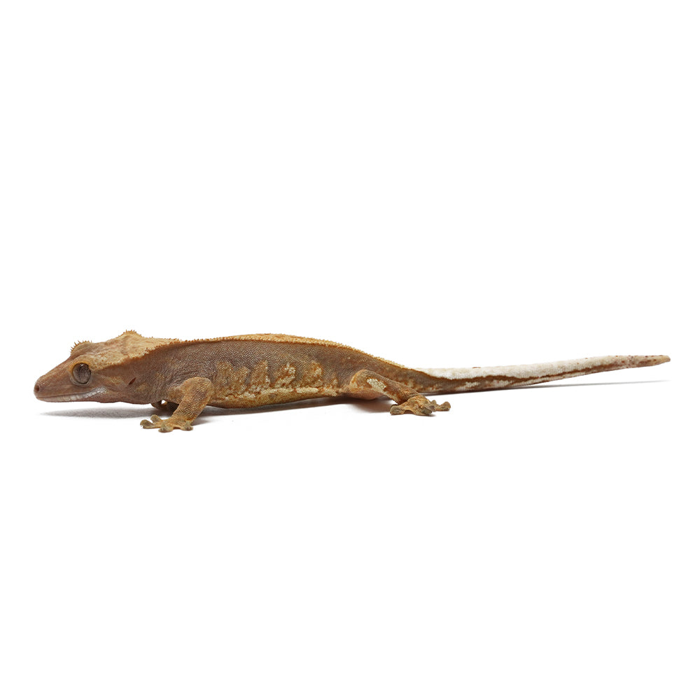Harlequin Crested Gecko