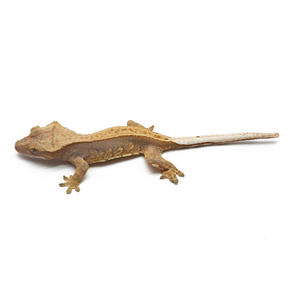 Harlequin Crested Gecko
