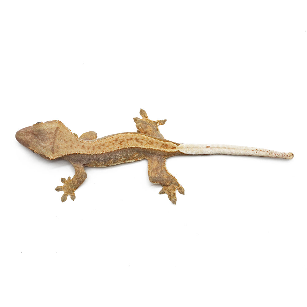 Harlequin Crested Gecko