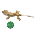 Harlequin Crested Gecko