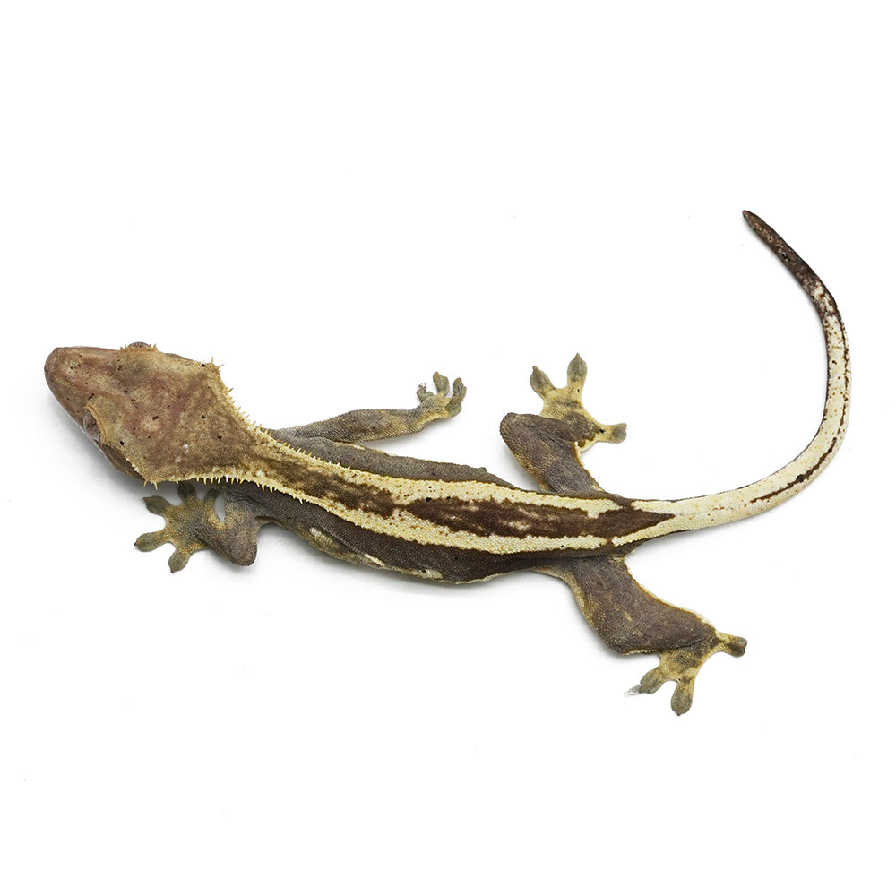 Harlequin Dalmatian Crested Gecko