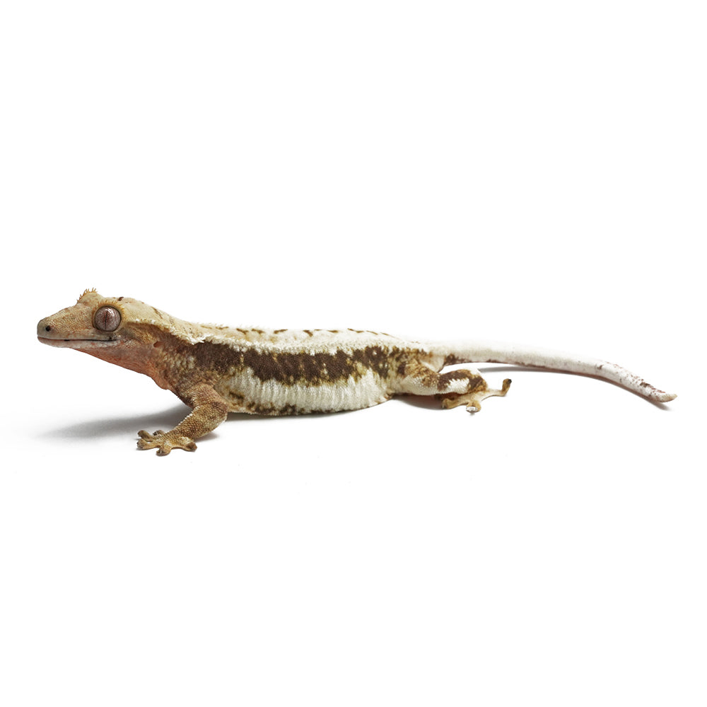 Lilly White Crested Gecko
