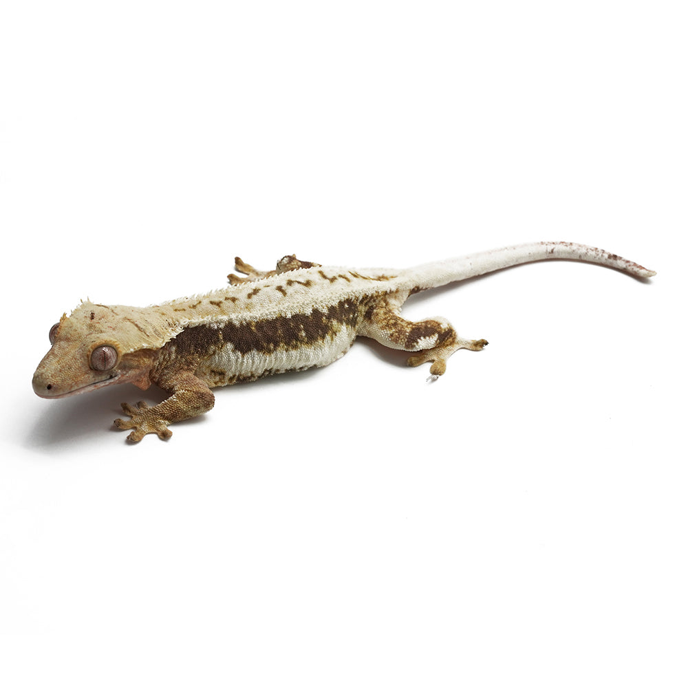 Lilly White Crested Gecko