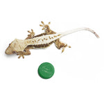 Lilly White Crested Gecko