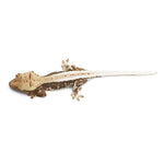 Lilly White Crested Gecko