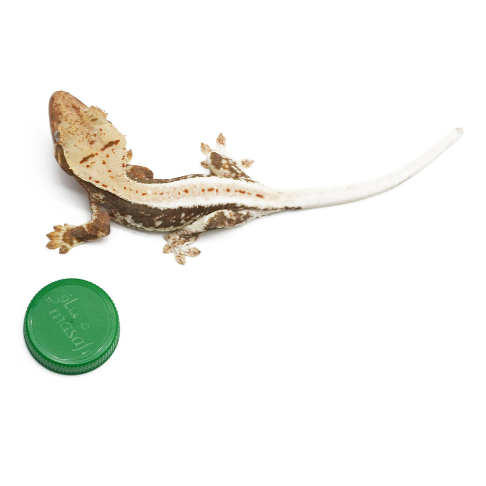 Lilly White Crested Gecko
