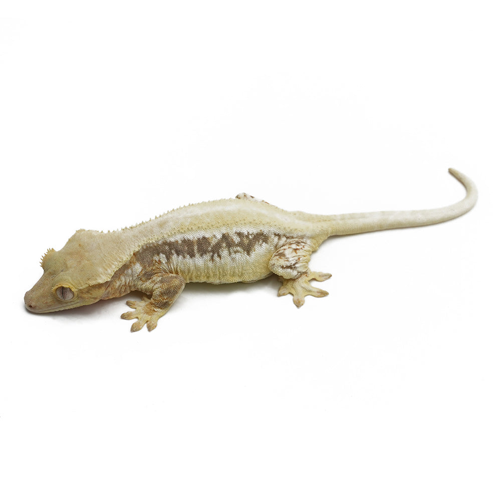 Lilly White Crested Gecko
