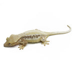Lilly White Crested Gecko