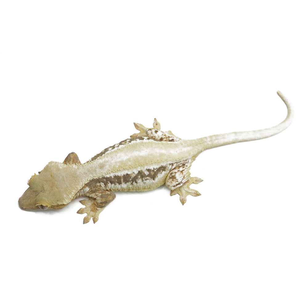 Lilly White Crested Gecko