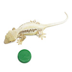 Lilly White Crested Gecko