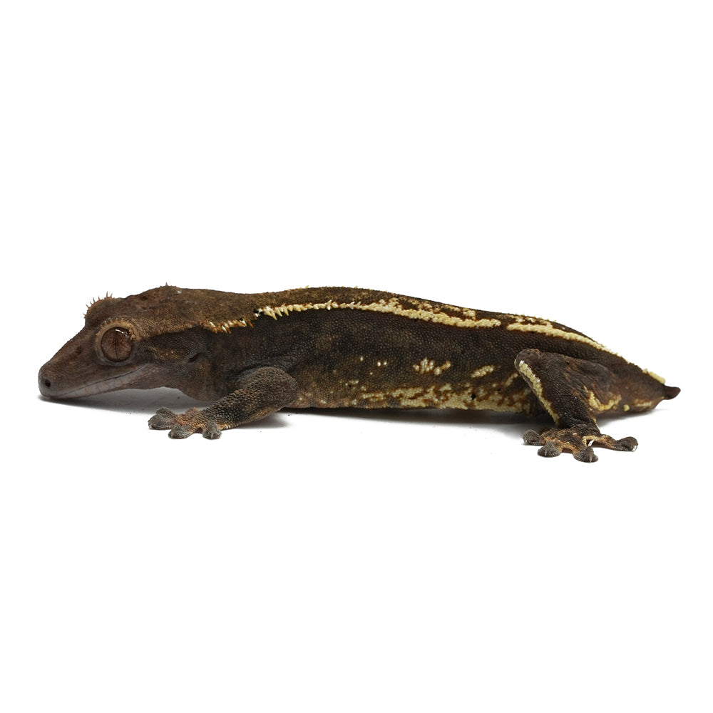 High Contrast Harlequin with Dal gene Crested Gecko