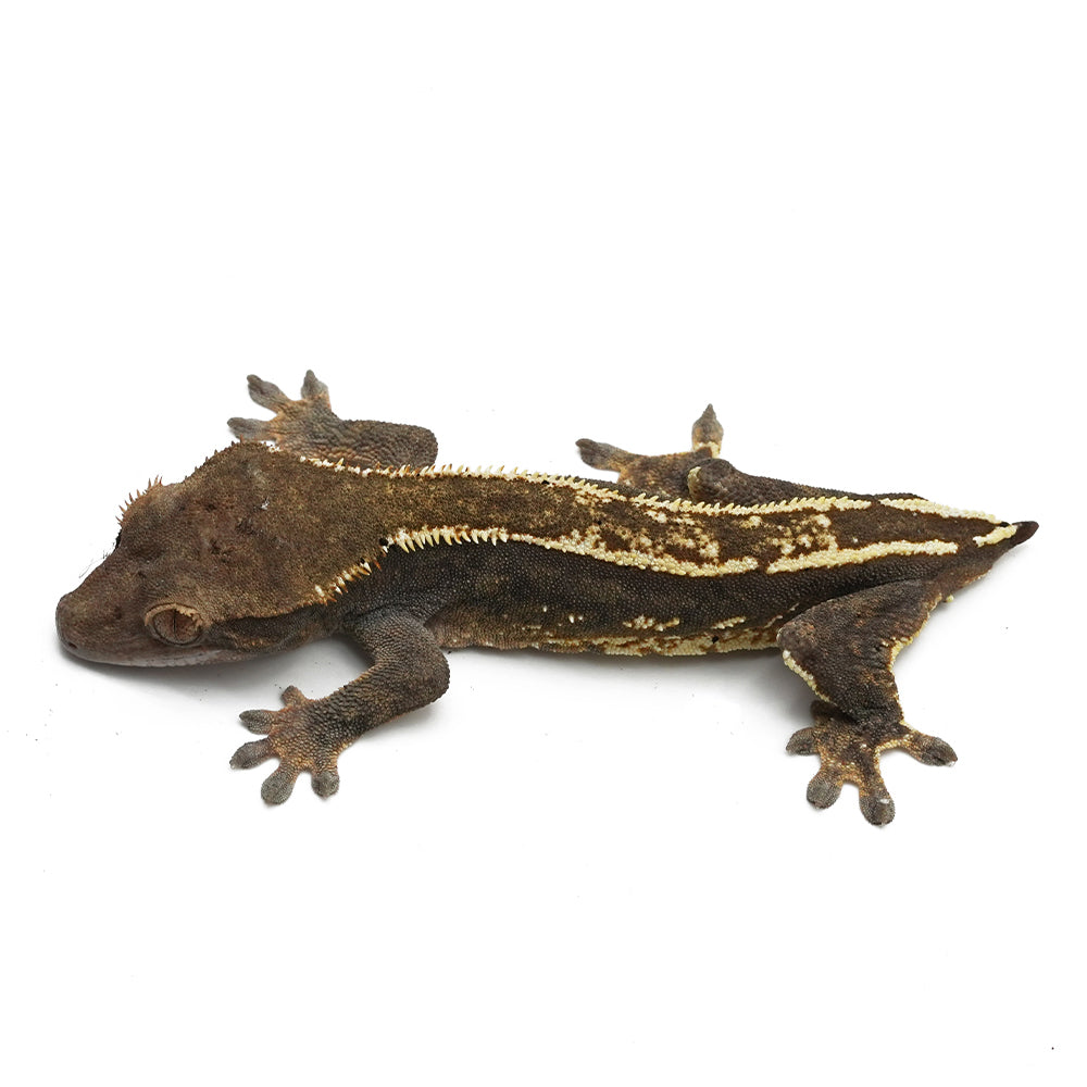 High Contrast Harlequin with Dal gene Crested Gecko