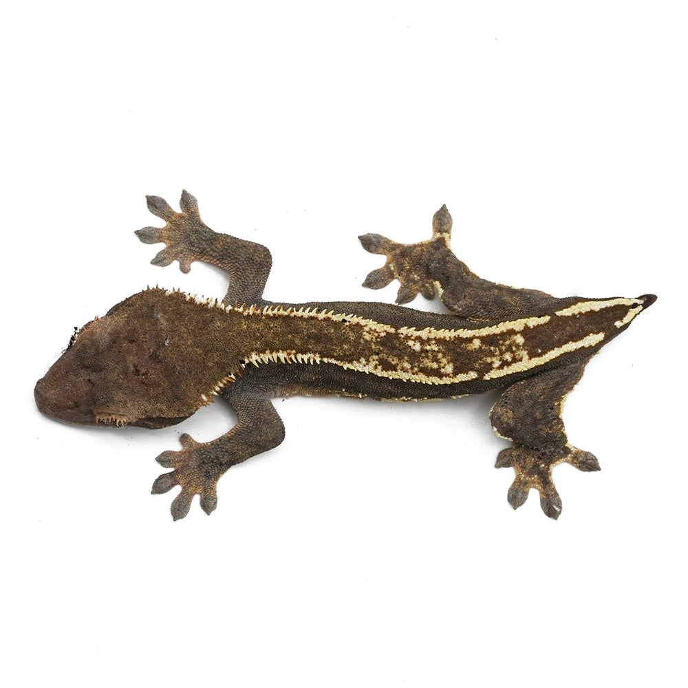 High Contrast Harlequin with Dal gene Crested Gecko