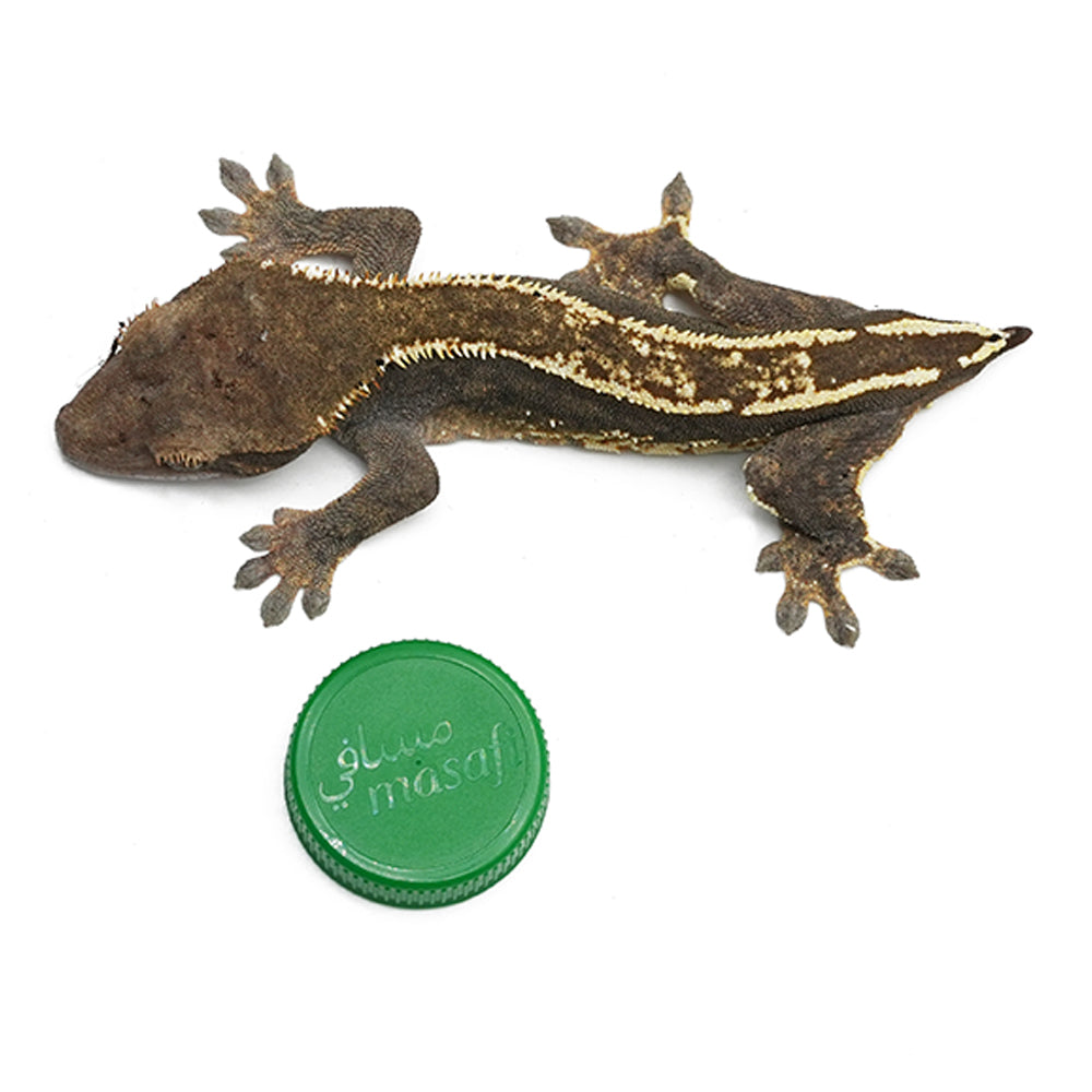 High Contrast Harlequin with Dal gene Crested Gecko