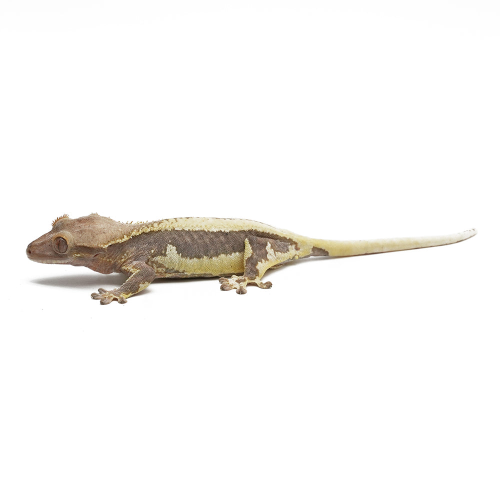 Lilly White Crested Gecko