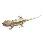 Lilly White Crested Gecko