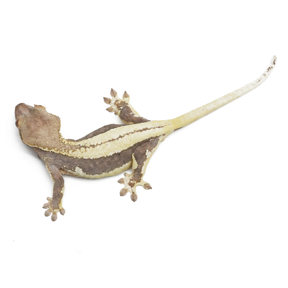 Lilly White Crested Gecko