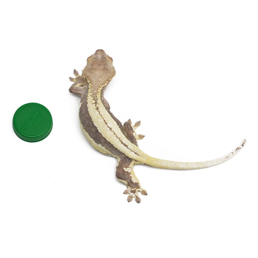 Lilly White Crested Gecko