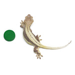 Lilly White Crested Gecko