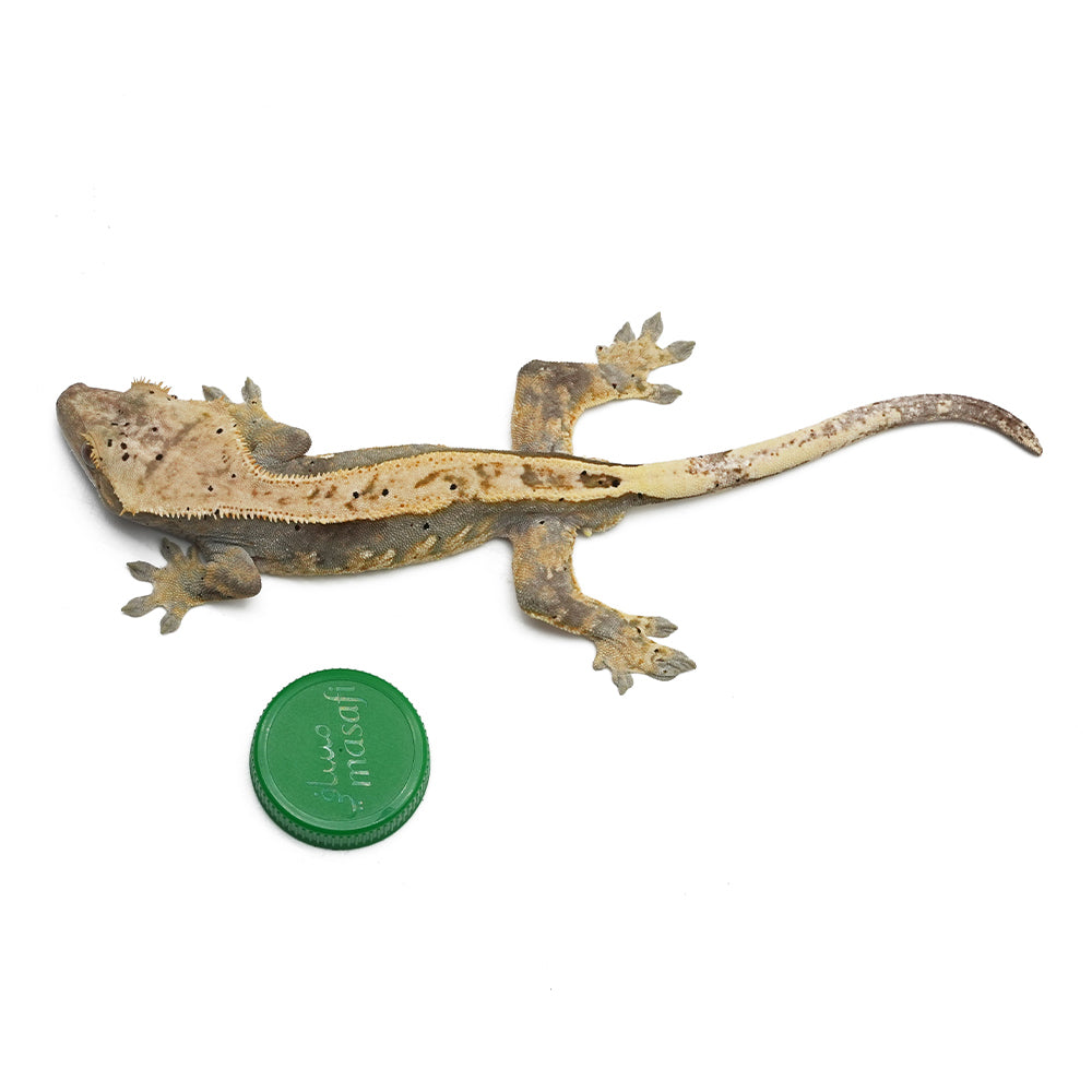 Harlequin Dalmatian Crested Gecko