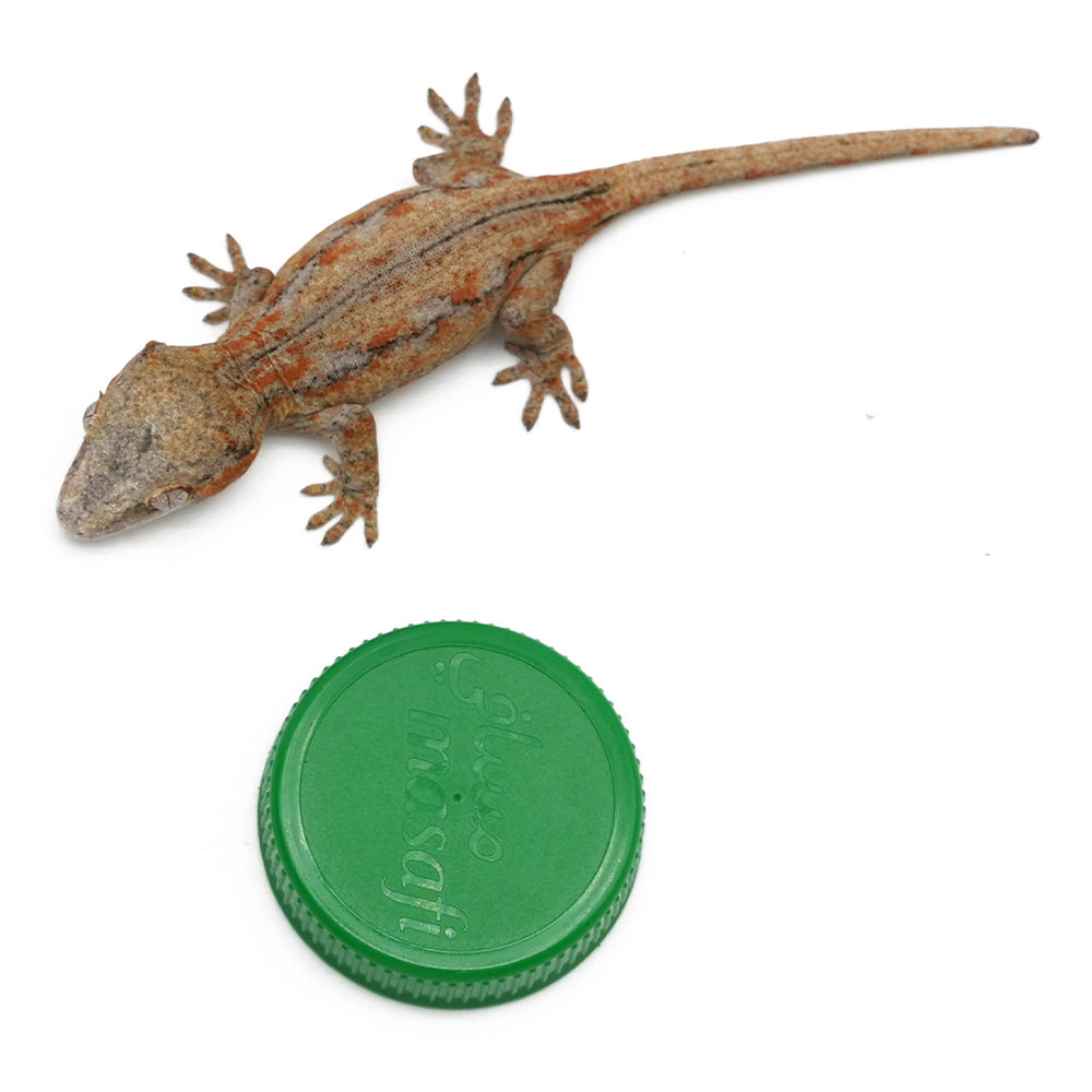 Gargoyle Gecko High Color