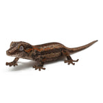 Gargoyle Gecko High Color