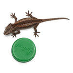 Gargoyle Gecko High Color