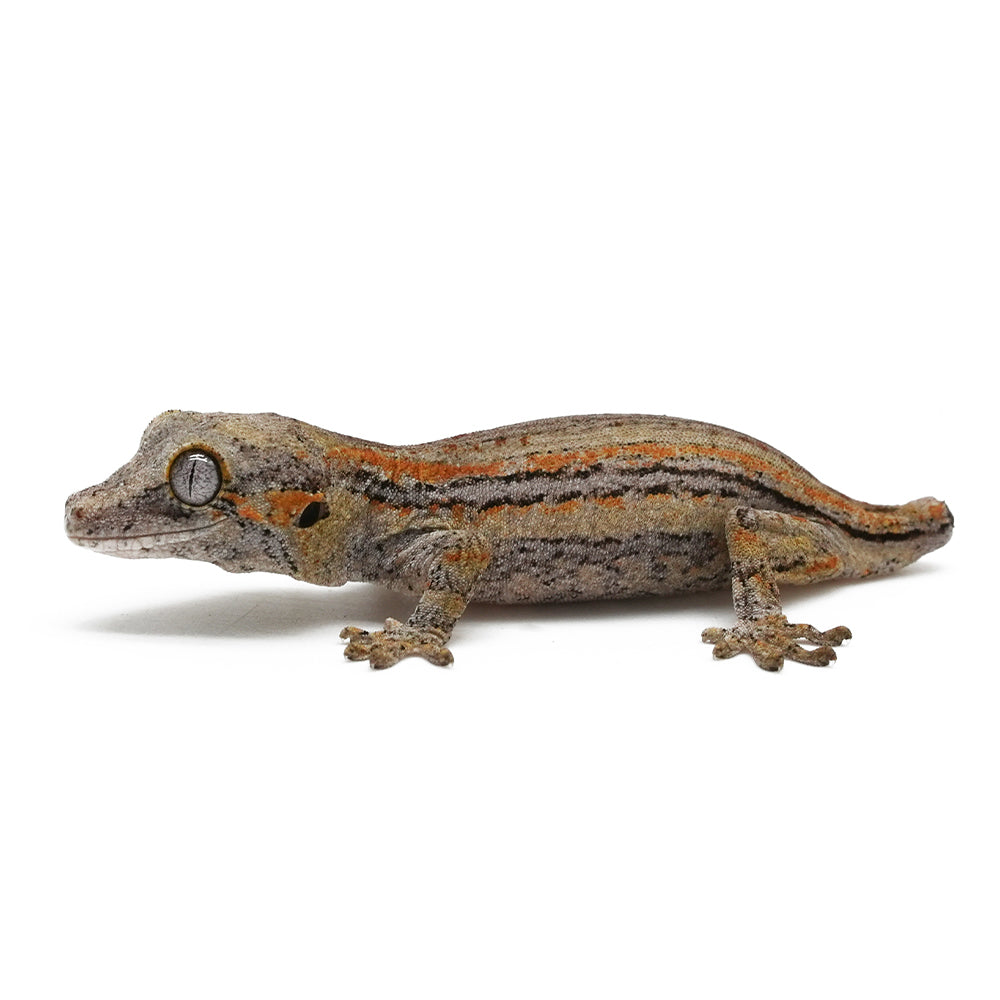 Gargoyle Gecko High Color