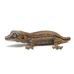 Gargoyle Gecko High Color