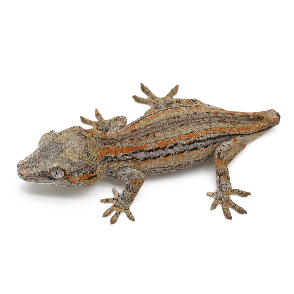Gargoyle Gecko High Color
