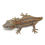 Gargoyle Gecko High Color