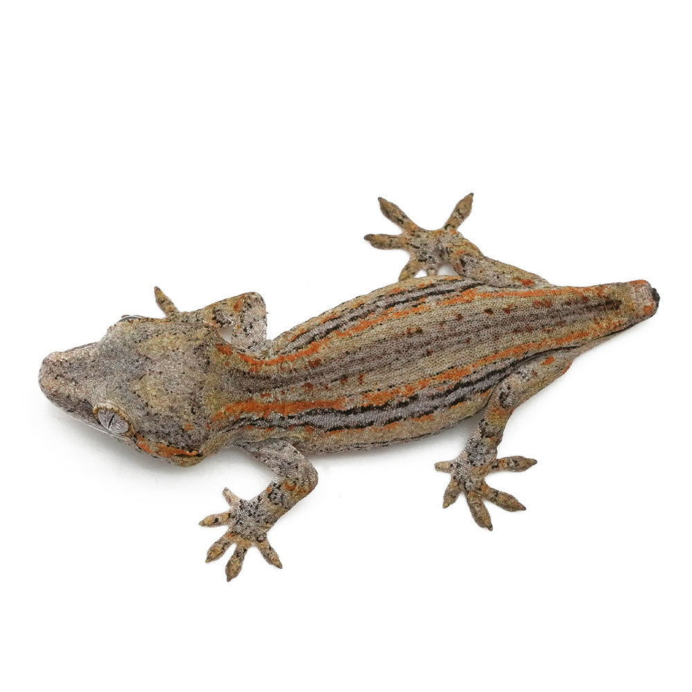 Gargoyle Gecko High Color