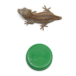 Gargoyle Gecko High Color