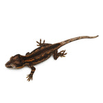 Gargoyle Gecko High Color