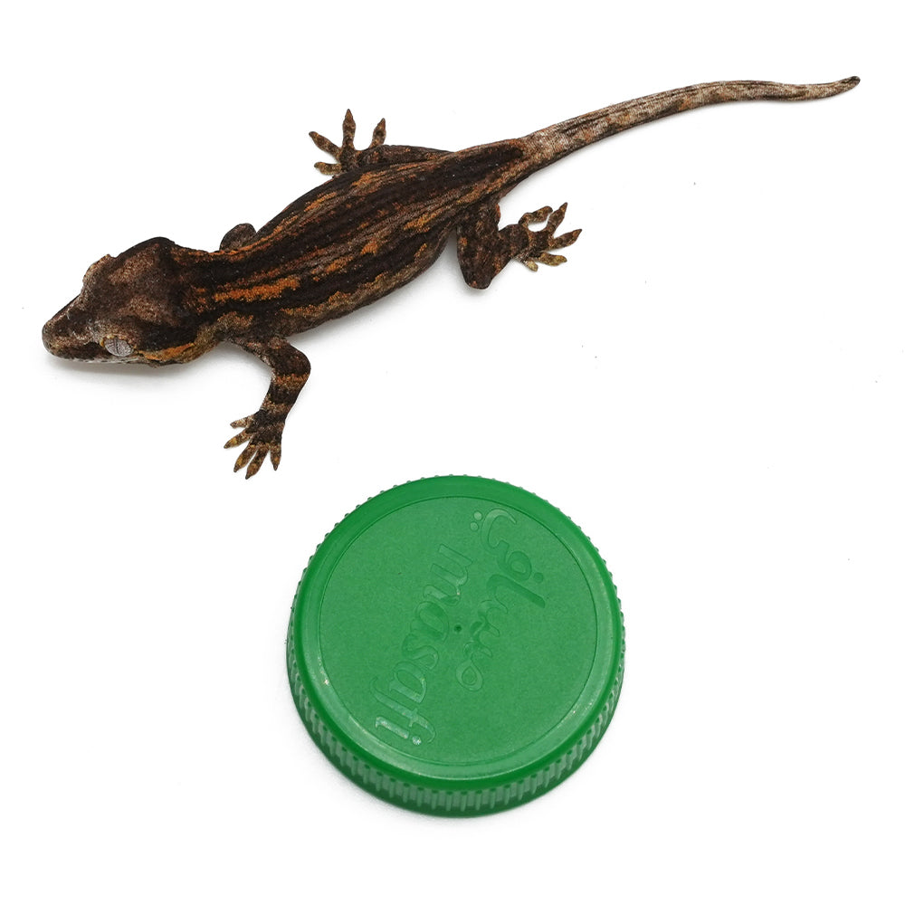 Gargoyle Gecko High Color