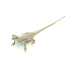 Bearded Dragon Zero