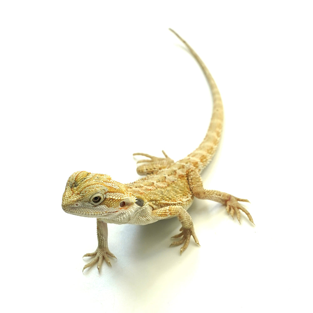 Bearded Dragon Citrus