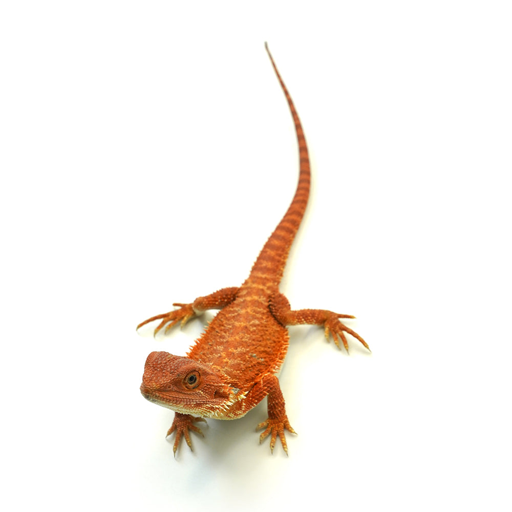 Bearded Dragon Red