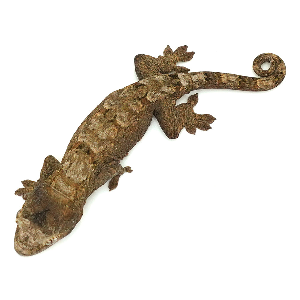 Mossy Gecko