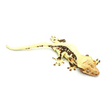 Lilly White Crested Gecko