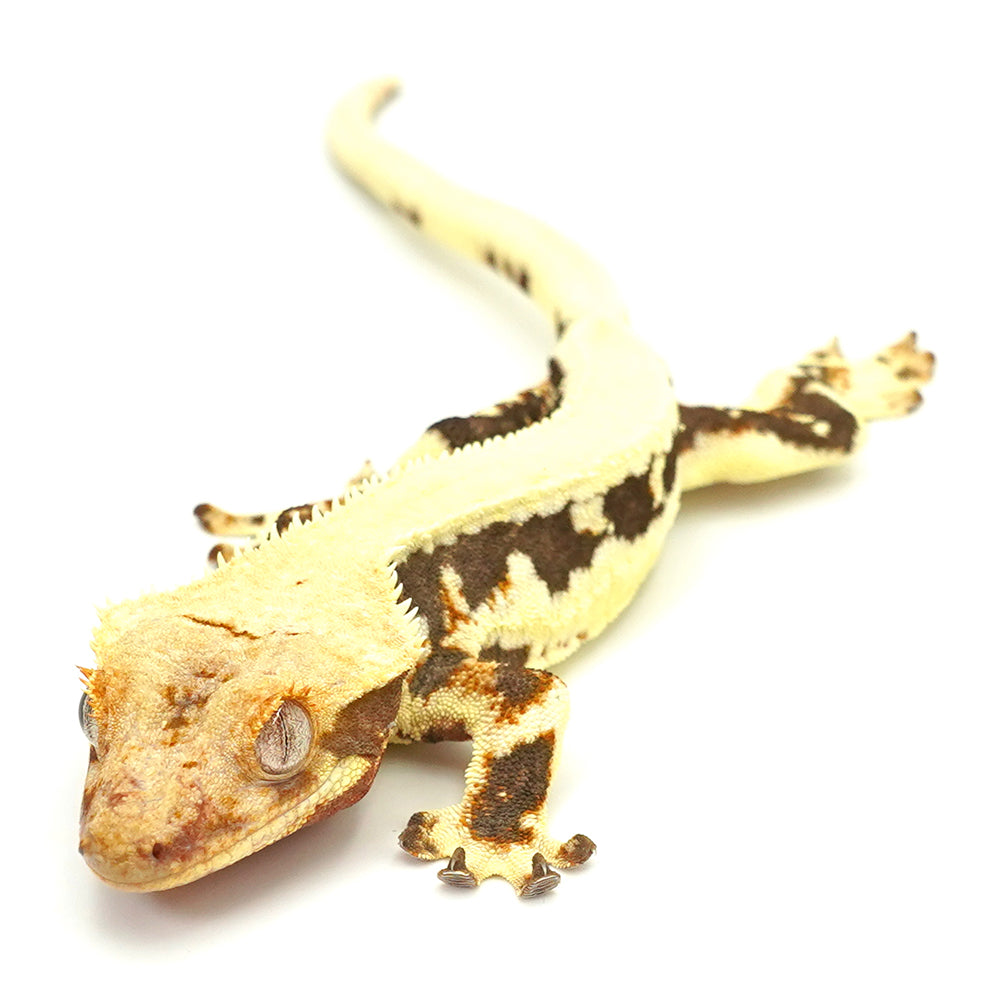 Lilly White Crested Gecko