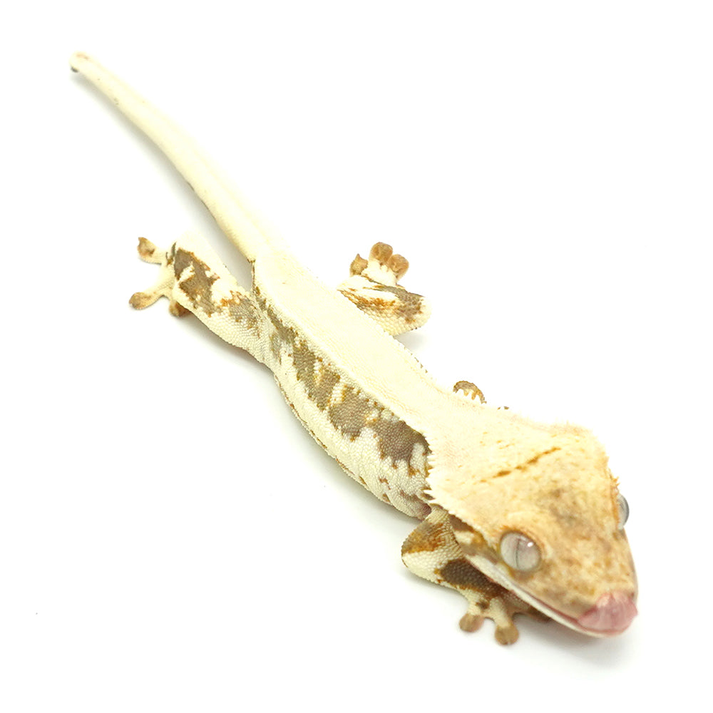 Lilly White Crested Gecko