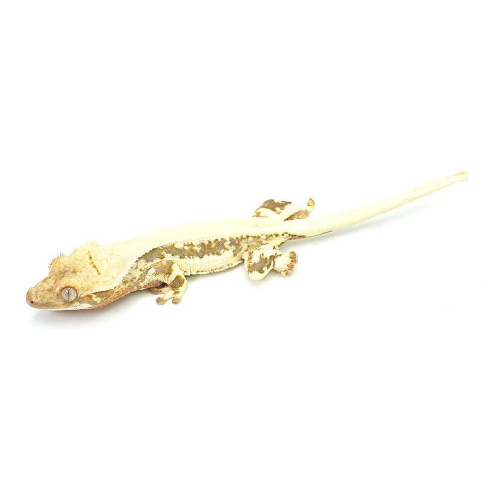 Lilly White Crested Gecko