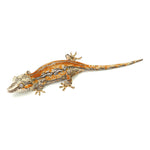 Gargoyle Gecko High Color