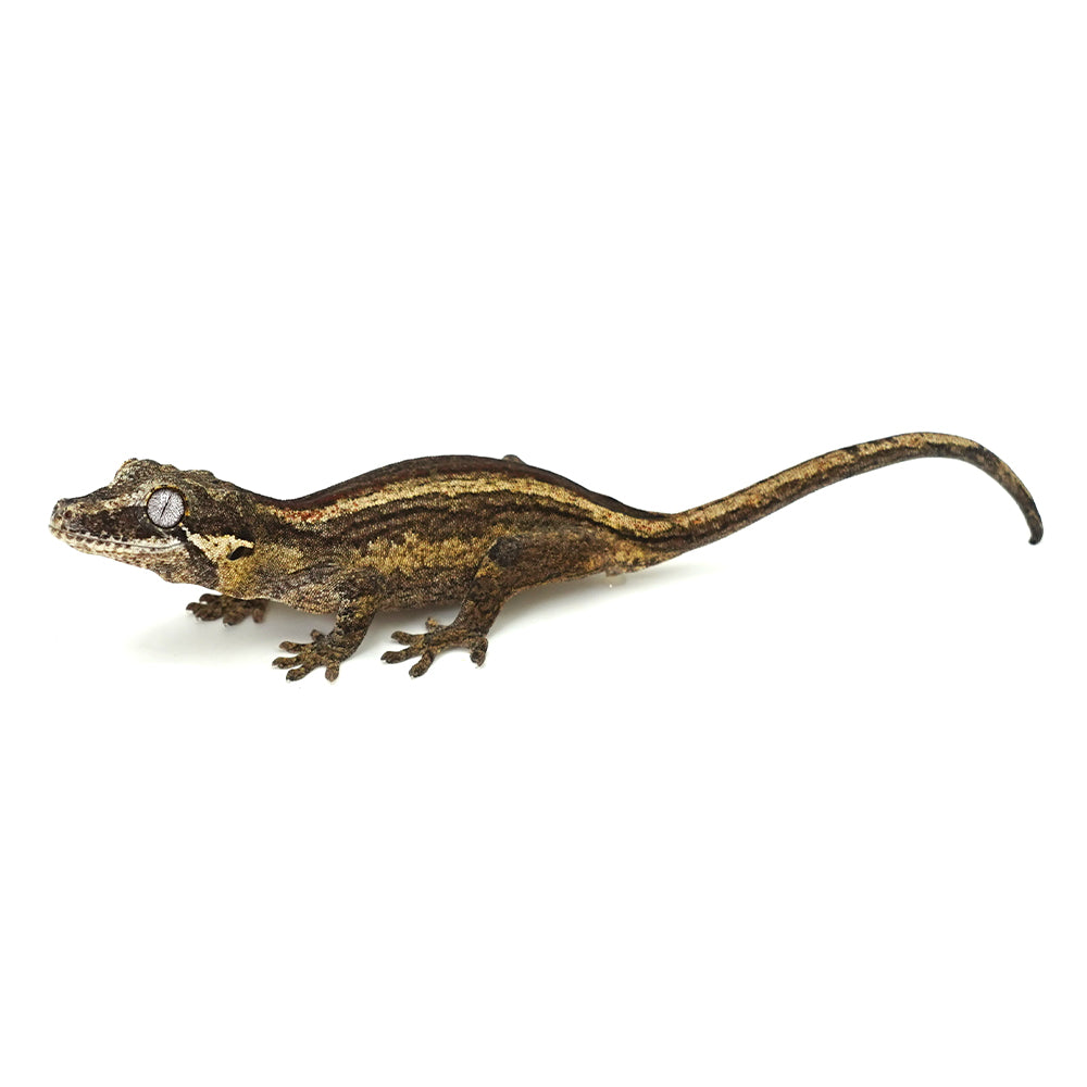Gargoyle Gecko High Color