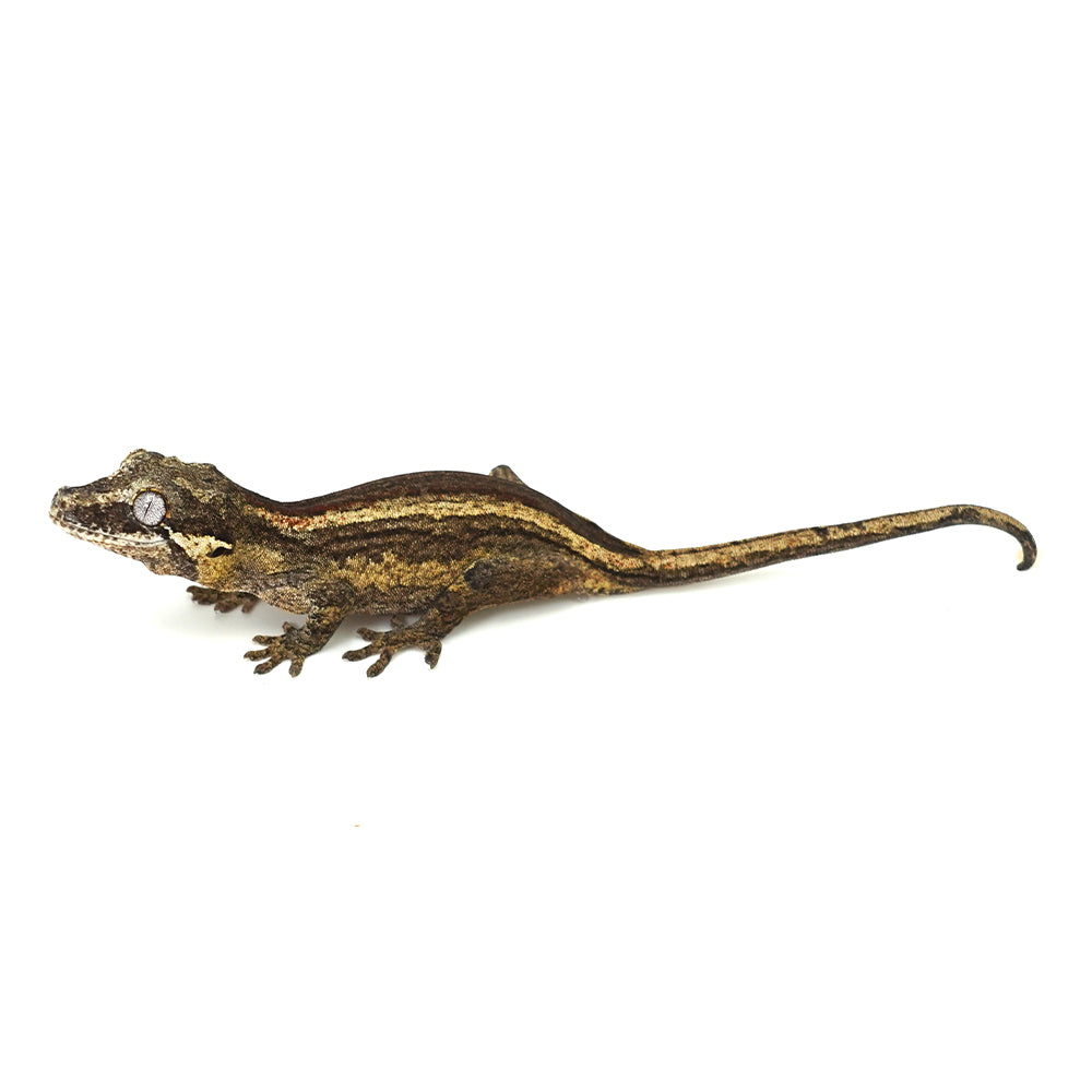 Gargoyle Gecko High Color