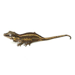 Gargoyle Gecko High Color