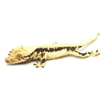 Lilly White Crested Gecko