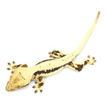 Lilly White Crested Gecko
